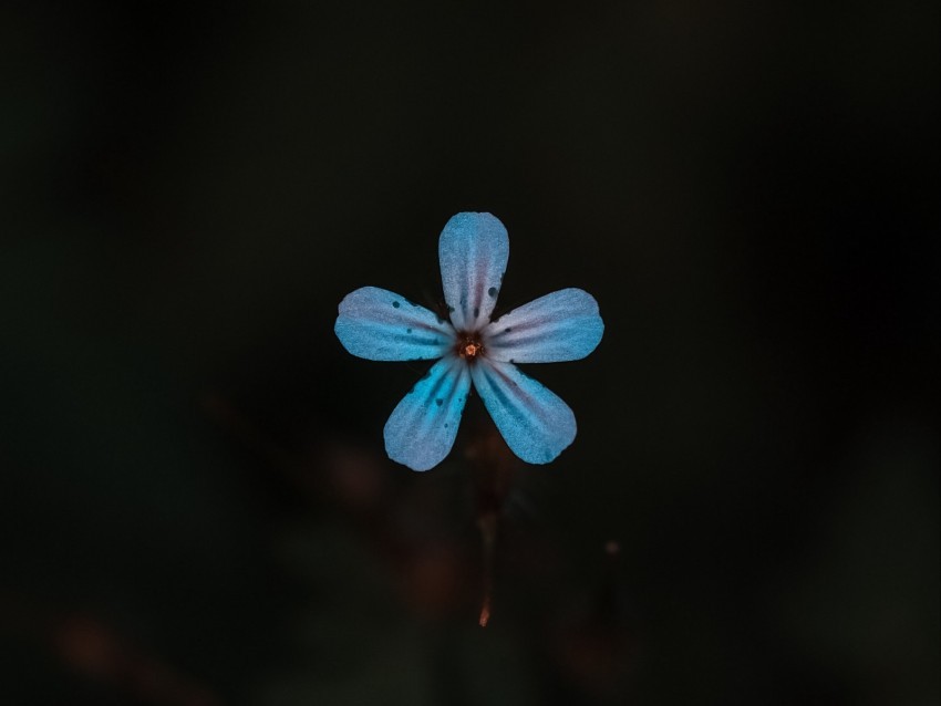 flower blue bloom plant closeup PNG transparent designs 4k wallpaper