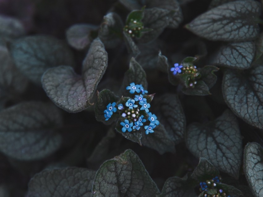 flower blue inflorescence leaves plant bloom Transparent Background Isolated PNG Figure 4k wallpaper