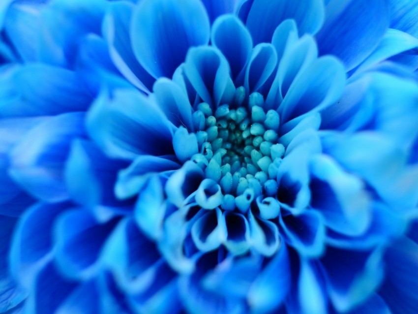 flower blue petals macro Isolated Artwork on HighQuality Transparent PNG