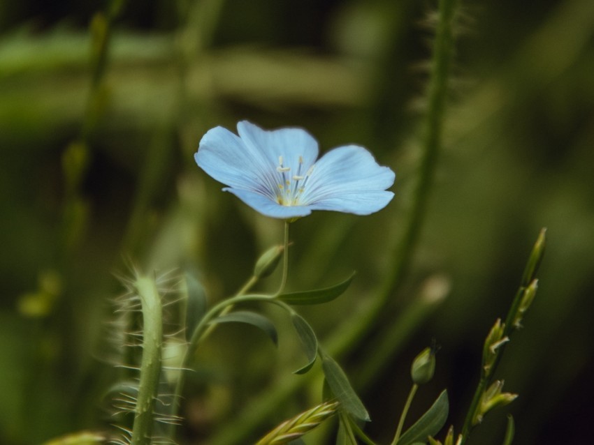 flower blue plant bloom closeup PNG transparent photos library 4k wallpaper