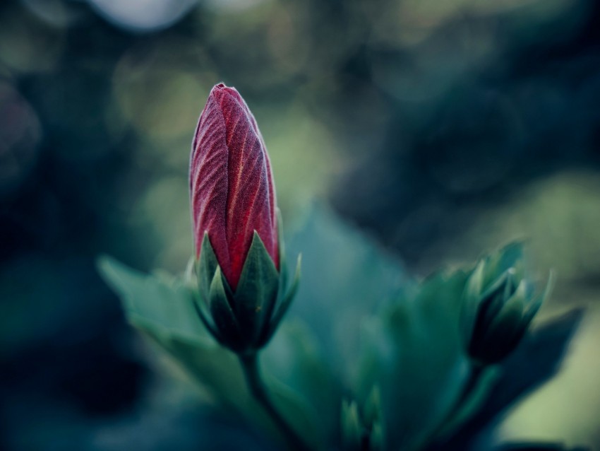 flower bud blur macro plant PNG Image with Isolated Graphic