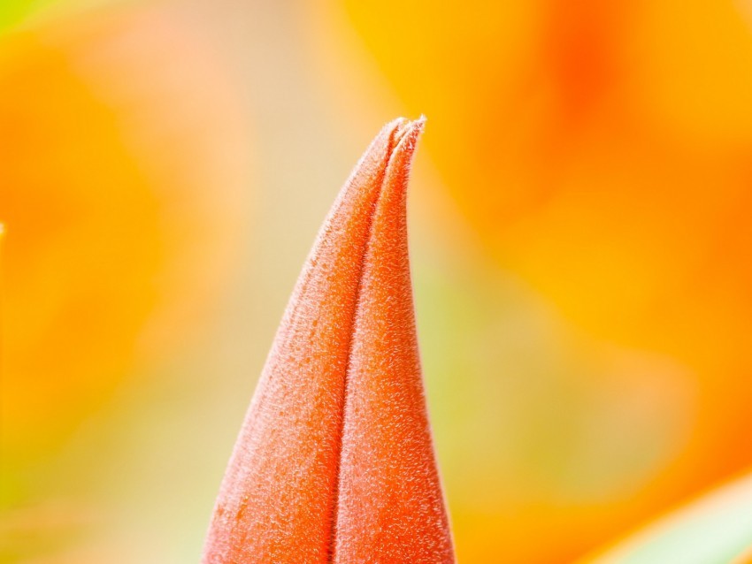 flower bud macro orange PNG transparent pictures for projects
