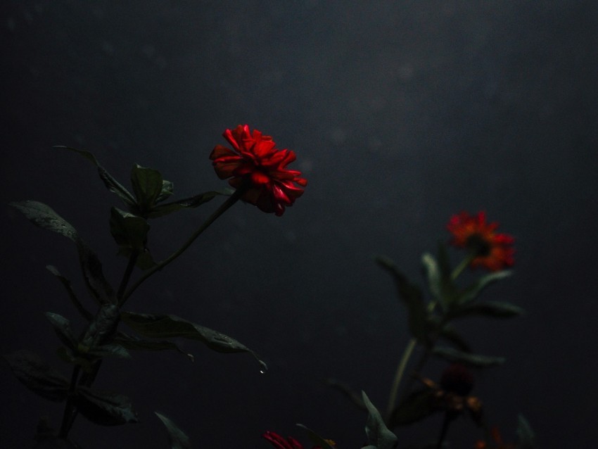 flower bud red dark stem High-resolution transparent PNG images comprehensive assortment