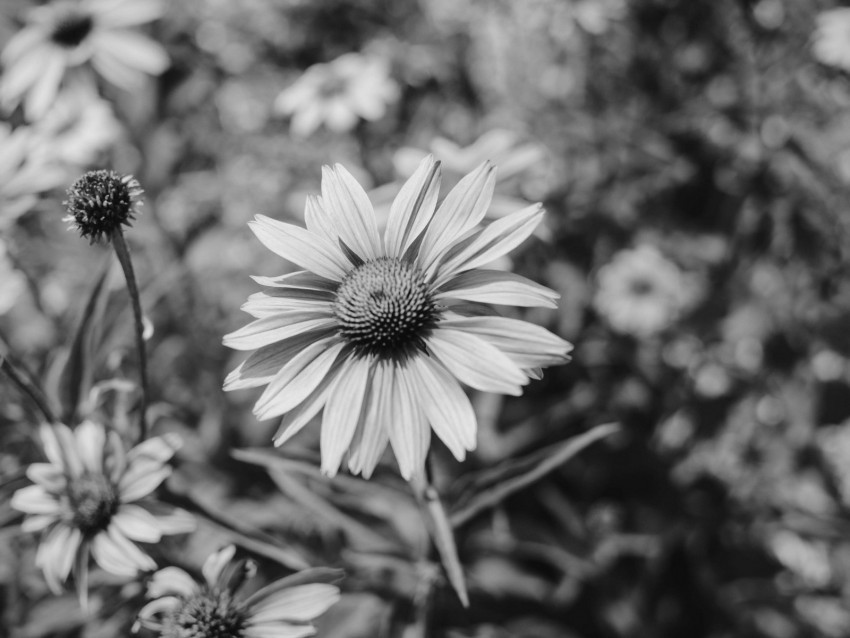flower bw flowerbed blur Clear Background Isolation in PNG Format 4k wallpaper