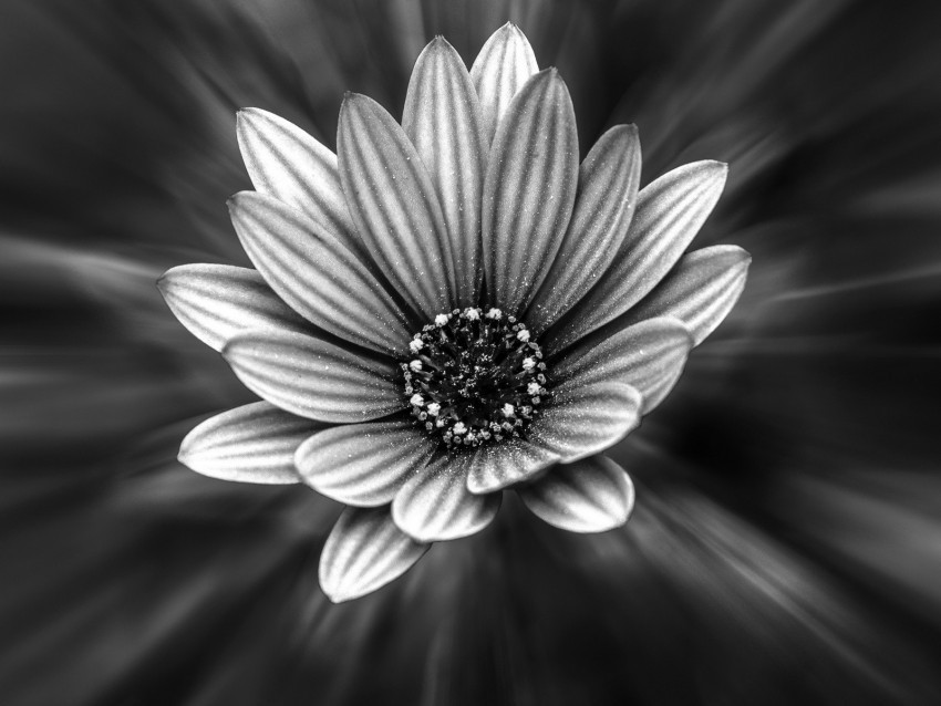 flower bw petals blur PNG files with no background wide assortment 4k wallpaper