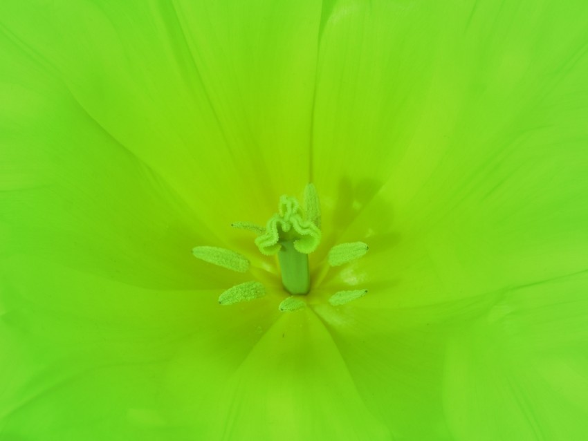 flower green bright macro PNG transparent images bulk 4k wallpaper