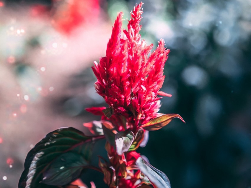 flower inflorescence red plant macro Transparent Background PNG Isolated Element 4k wallpaper