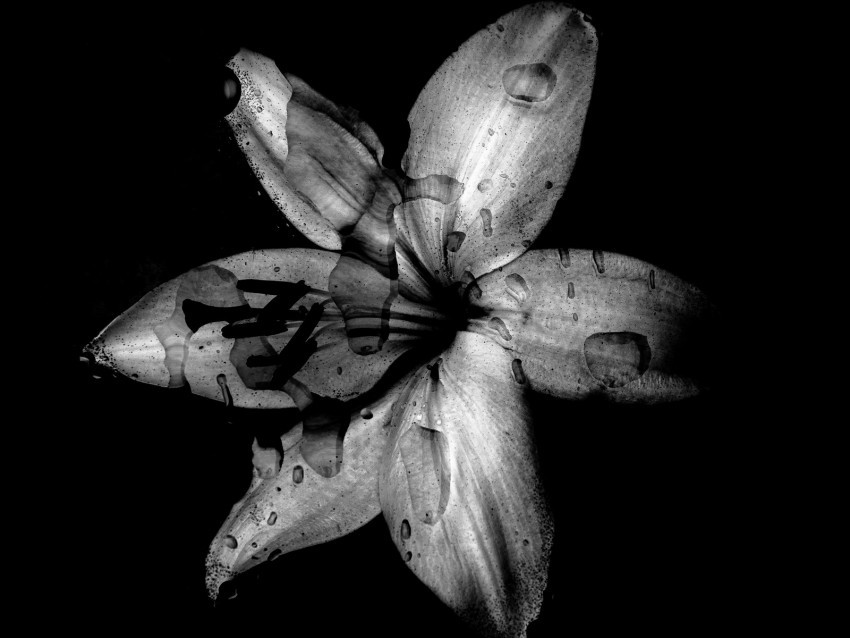 flower lily bw dark wet drops PNG clipart with transparent background
