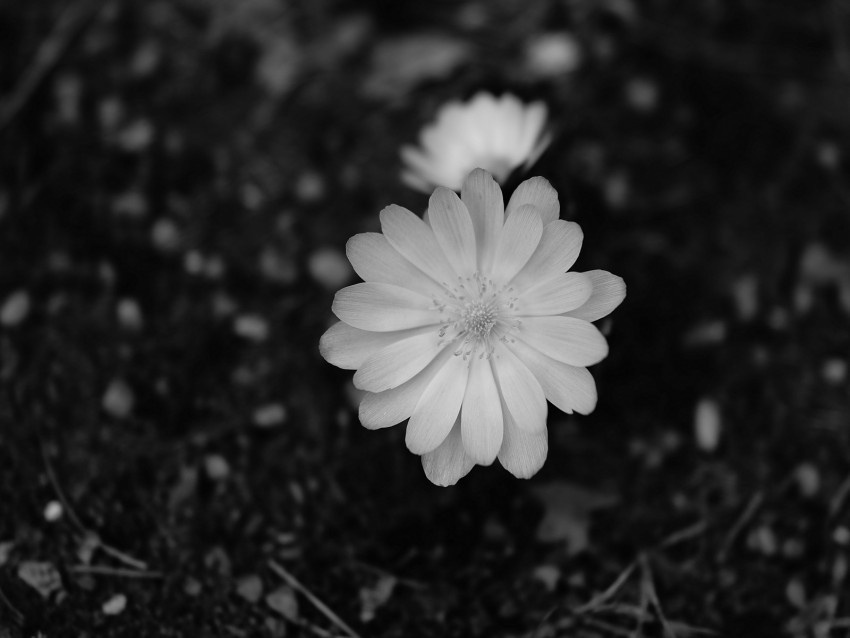 flower macro bw bloom white PNG files with no background bundle