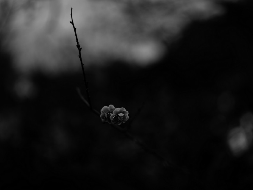 flower macro bw branch bloom spring dark Isolated Subject in Clear Transparent PNG