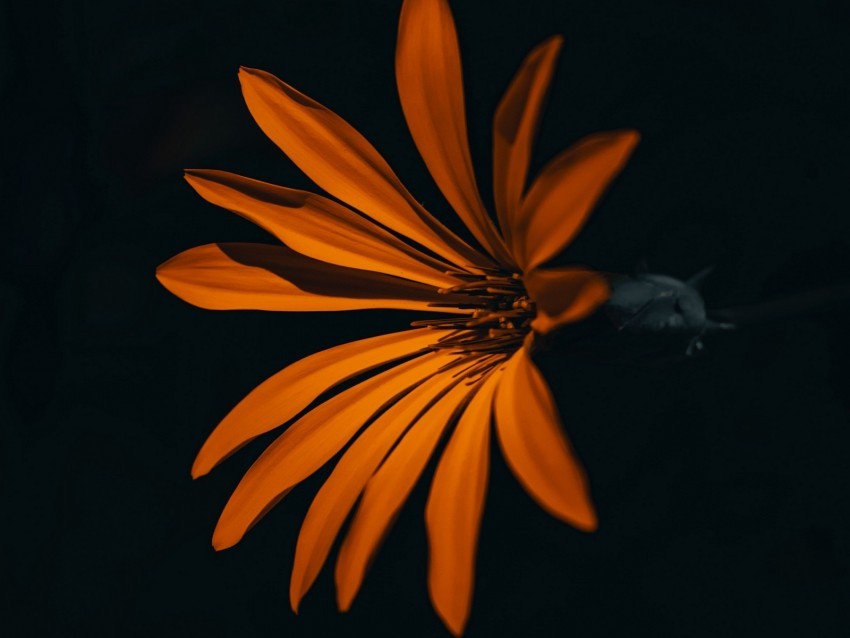 flower orange dark petals Isolated Design in Transparent Background PNG