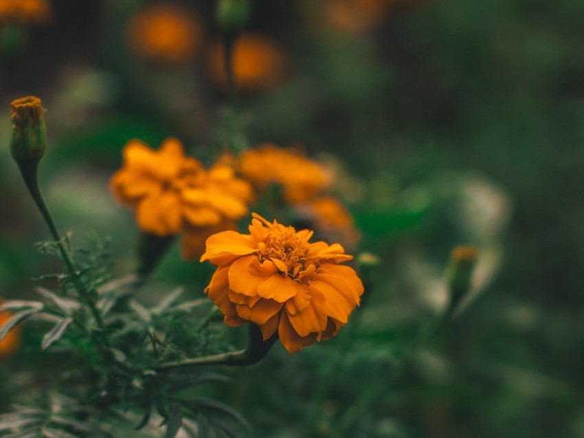 flower orange macro blur flower bed PNG Image with Transparent Cutout