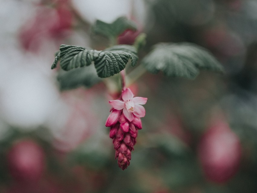 flower pink bloom blur leaves Isolated Element in HighQuality PNG 4k wallpaper