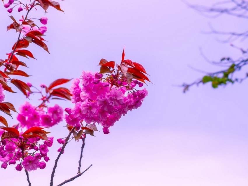 flower pink branch bloom macro bush sky PNG images without watermarks 4k wallpaper