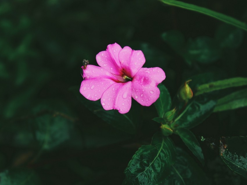 flower pink macro drops leaves Transparent Background PNG Object Isolation