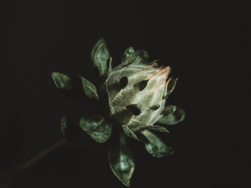 flower plant dark bud green PNG Isolated Subject on Transparent Background 4k wallpaper