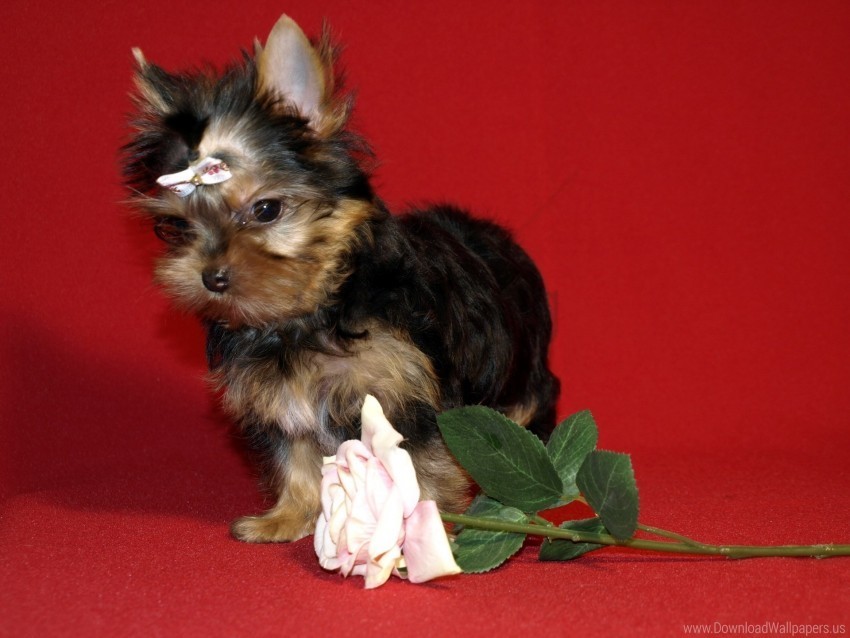 flower puppy rose yorkshire terrier wallpaper Clear Background PNG Isolation