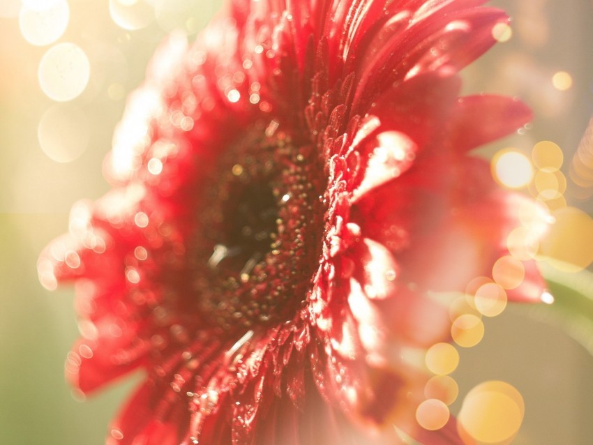 flower red dew glitter bokeh light Transparent background PNG images complete pack