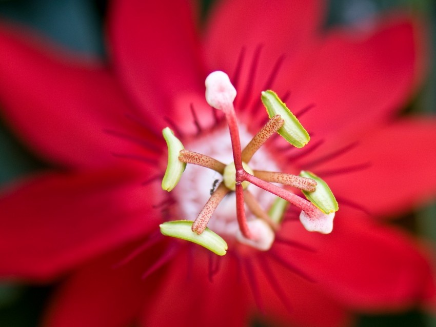 flower red stamen macro closeup PNG graphics for free 4k wallpaper