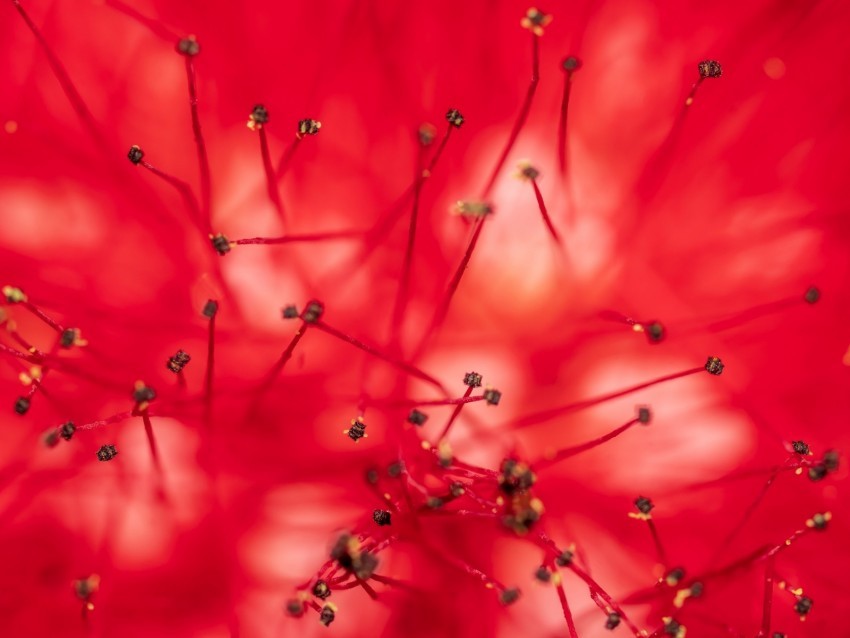 flower stamens anthers macro closeup red PNG with clear background extensive compilation