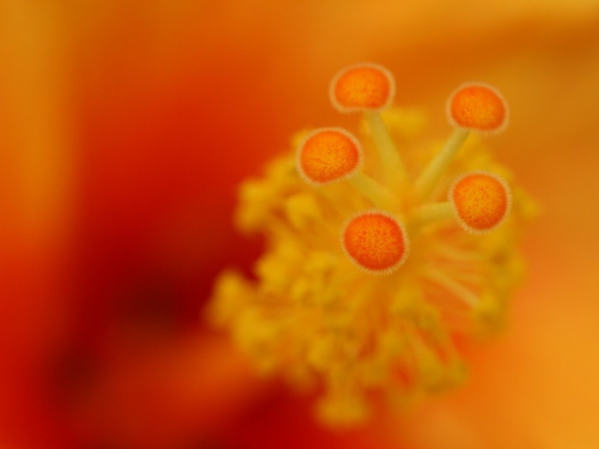 flower stamens macro closeup orange PNG photo without watermark