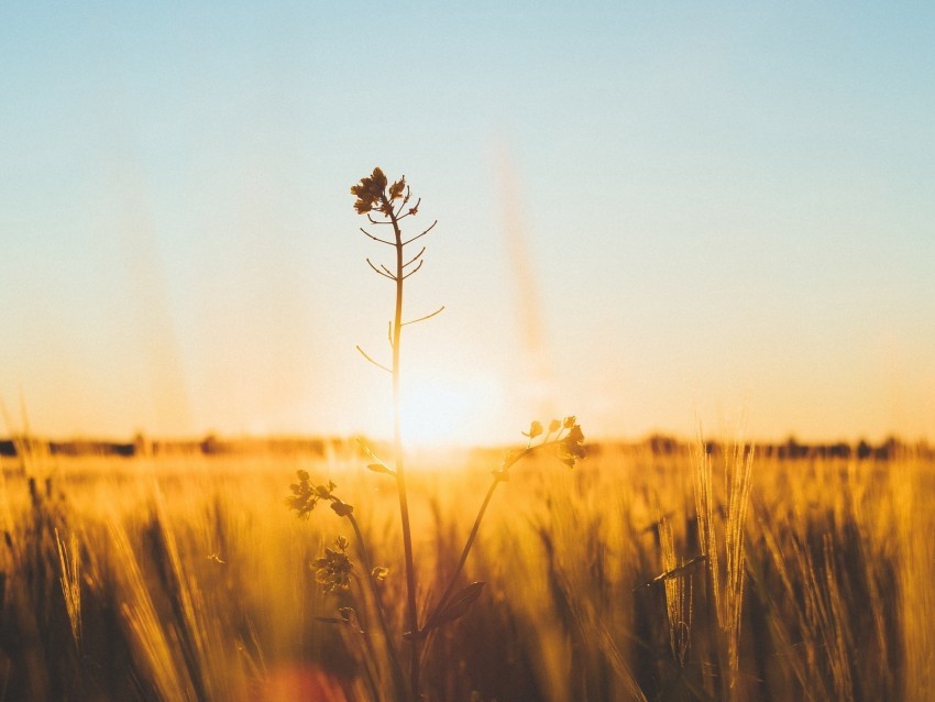 flower stem sunset grass macro blur Isolated Graphic on HighQuality Transparent PNG