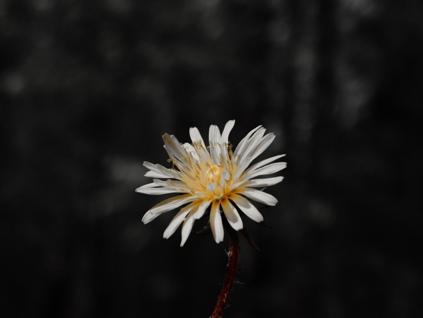 flower white bloom closeup plant Isolated Item on HighQuality PNG