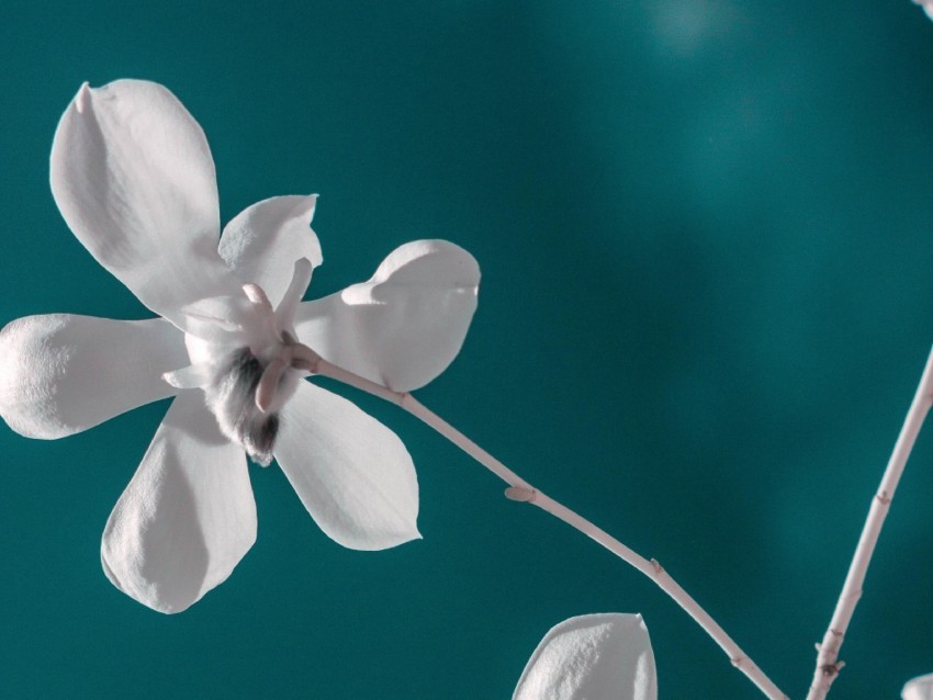 flower white branch closeup bloom PNG files with clear backdrop collection