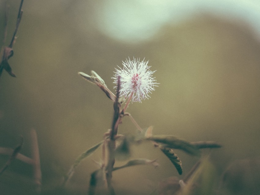 flower white prickly plant macro Transparent PNG Isolated Element with Clarity