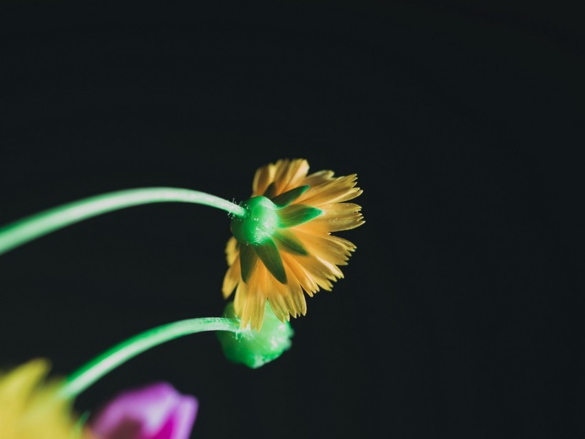 flower yellow macro bloom stem petals Isolated Graphic in Transparent PNG Format