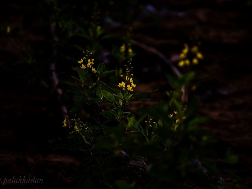 flower yellow plant bloom dark PNG transparent photos vast collection