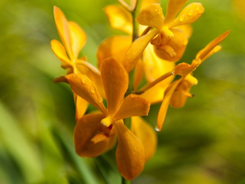 flower yellow wet inflorescence macro PNG transparent photos massive collection