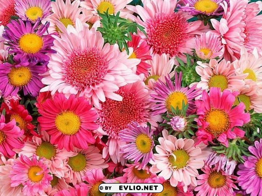 flowers Isolated Item on Transparent PNG Format