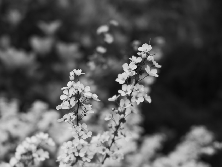 flowers bloom bw branch blur macro spring Isolated Graphic Element in HighResolution PNG