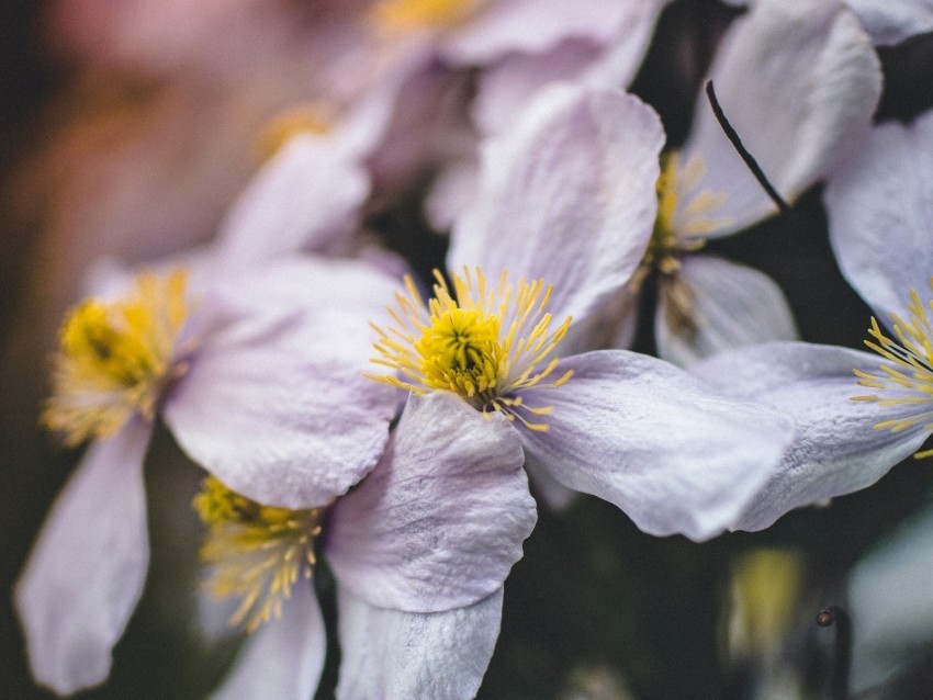 flowers bloom macro closeup plant PNG files with no background bundle