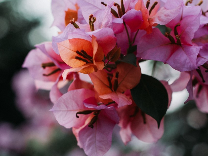 flowers bloom petals blur macro PNG graphics with clear alpha channel collection