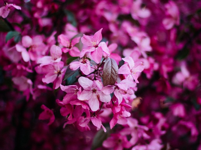 flowers bloom pink bush branch spring PNG images free 4k wallpaper