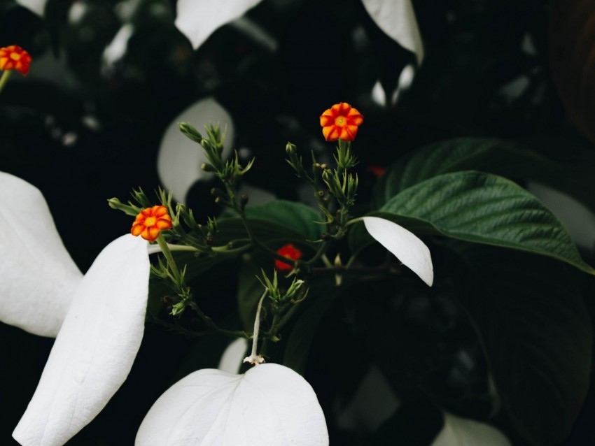 flowers bloom plant leaves flower Isolated Element on HighQuality Transparent PNG