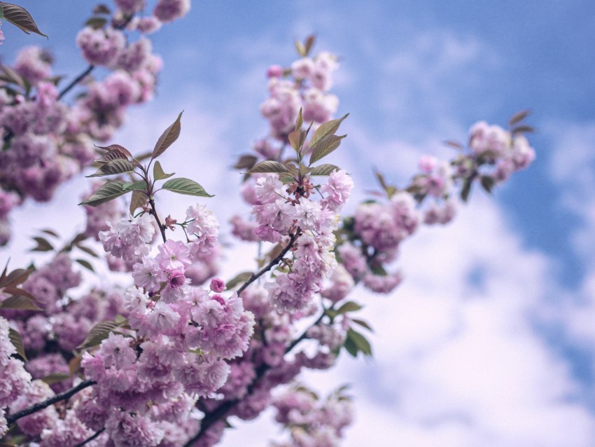 flowers bloom spring branch sky clouds PNG files with transparent canvas extensive assortment