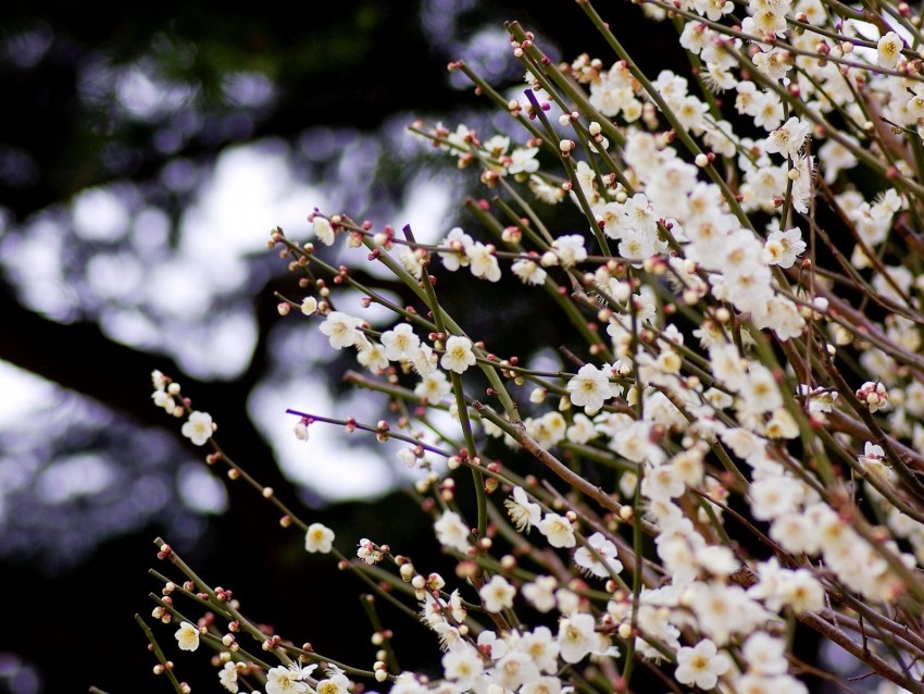 flowers bloom spring branches blur PNG for digital design 4k wallpaper