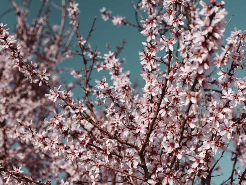 flowers bloom spring branches sky Free PNG download no background