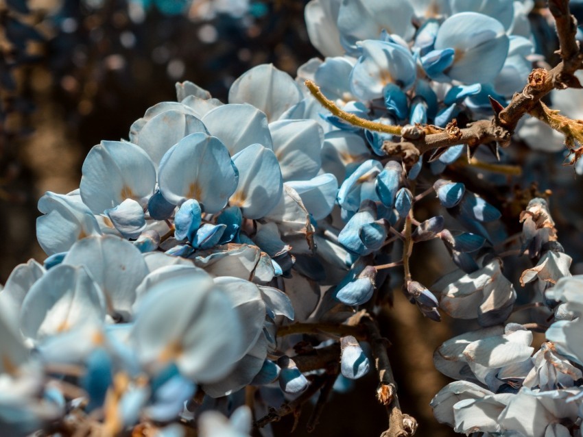 flowers blue branch plant blooms spring PNG high resolution free