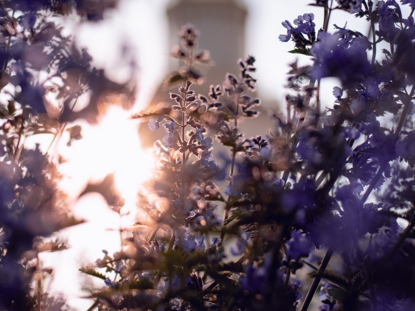 flowers blue sunshine plant bloom PNG images with alpha mask