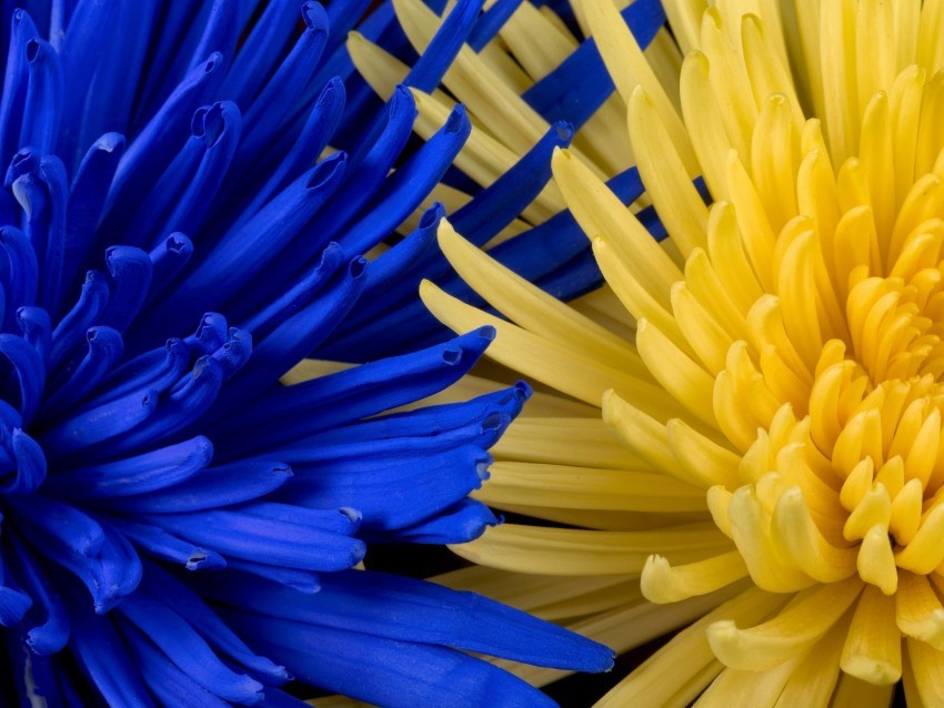 flowers blue yellow petals PNG photos with clear backgrounds