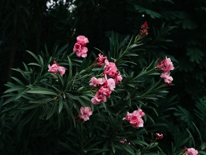 flowers branch bloom pink green plant Images in PNG format with transparency 4k wallpaper