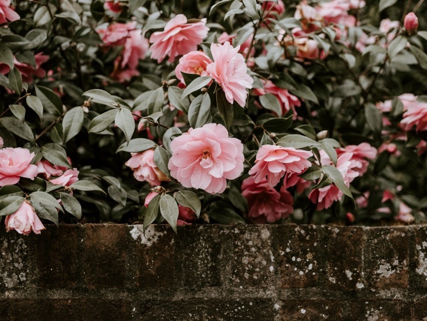 flowers bush bloom wall Transparent PNG Isolated Item with Detail