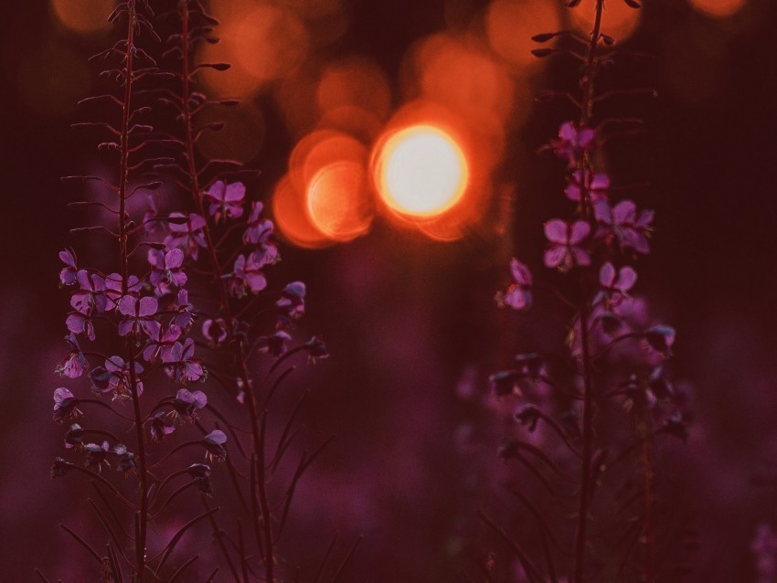 flowers flare bokeh sunset blur PNG images with transparent canvas comprehensive compilation 4k wallpaper
