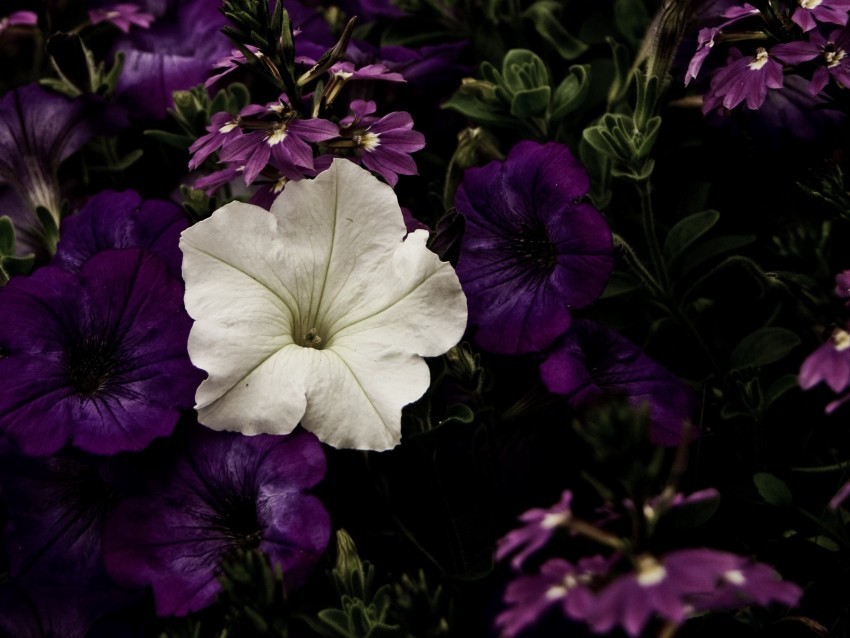 flowers flowerbed purple white contrast High-quality transparent PNG images
