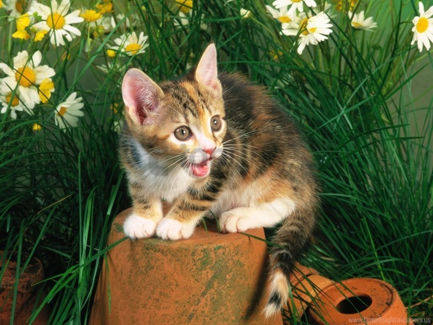 flowers grass kitten wallpaper PNG Graphic with Clear Isolation
