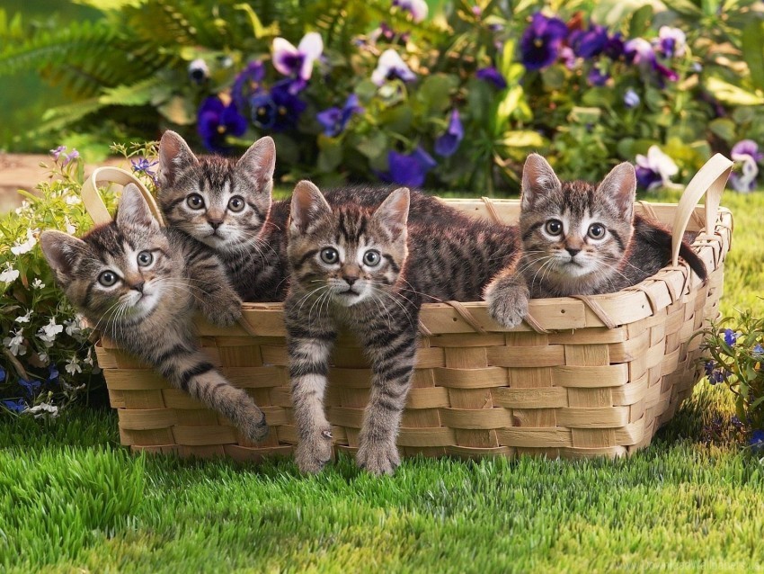 Flowers Grass Kittens Lots Of Shopping Wallpaper PNG Images With Transparent Canvas Variety